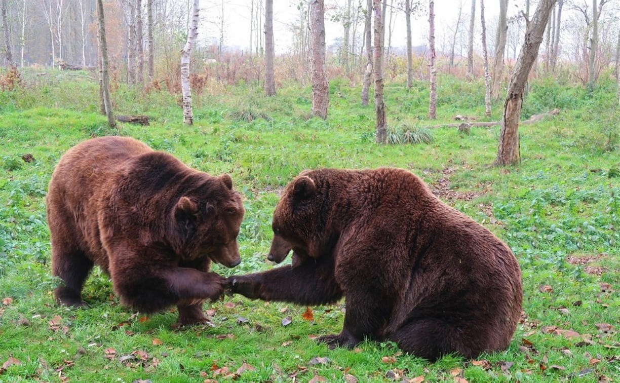 Очевидцы: медведи подошли близко к селу в Поронайском районе