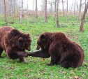Очевидцы: медведи подошли близко к селу в Поронайском районе