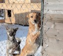 Жители Сахалина собрали деньги для замерзающих в приюте животных