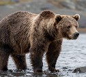 Специалисты объяснили, почему медведи вышли к совхозу "Южно-Сахалинский"