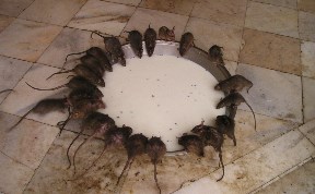 Общество