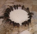 На Дальнем Востоке школьник угостил одноклассников крысиным ядом
