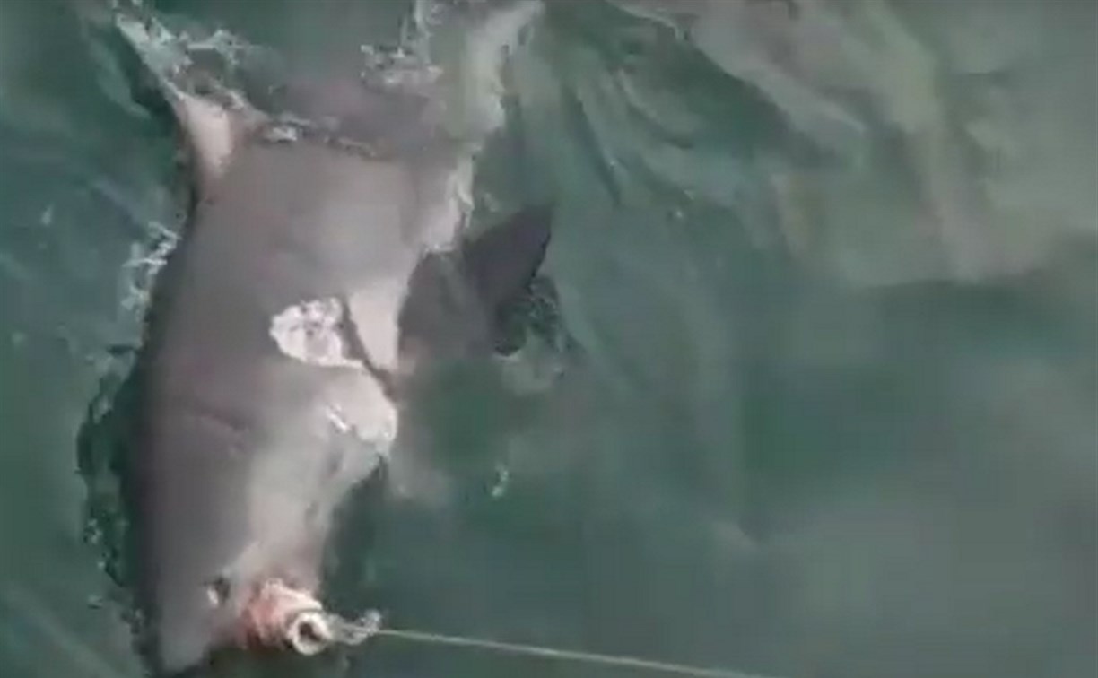 Соцсети: на Сахалине поймали акулу на горбушу, привязанную к веревке