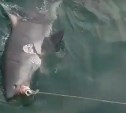 Соцсети: на Сахалине поймали акулу на горбушу, привязанную к веревке