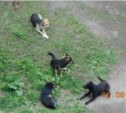 Собака напала на ребенка во дворе многоквартирного дома в Корсакове