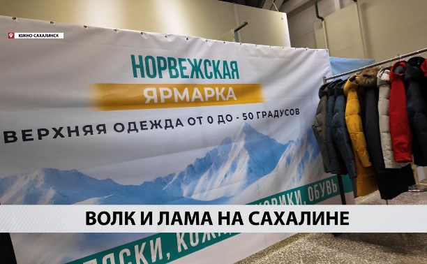 Шубы из ламы и дублёнки из волка: что предлагает норвежская выставка сахалинцам