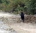 В Южно-Сахалинске в День города заметили медведя 