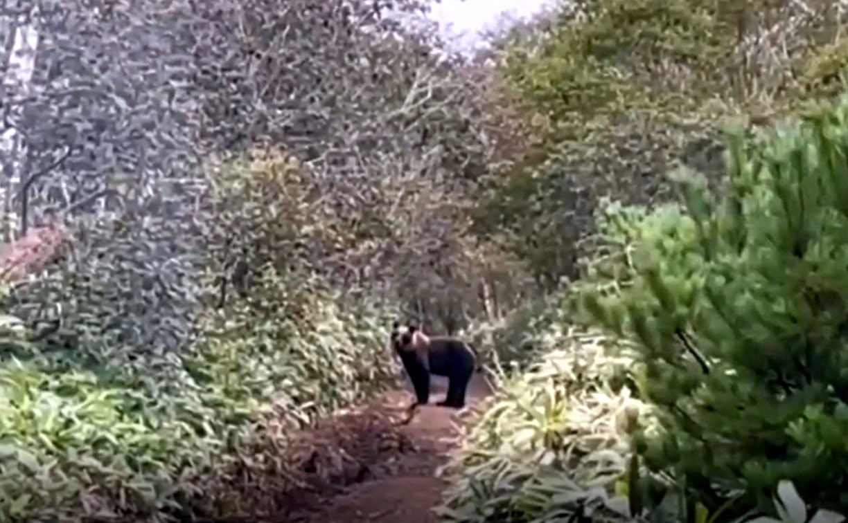 Туристы на Курилах прогнали медведя песней "Катюша"