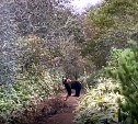 Туристы на Курилах прогнали медведя песней "Катюша"