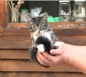 Дачница из Южно-Сахалинска ищет любящих хозяев для котят-подкидышей