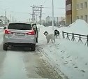 Очевидцы: в Поронайске сняли на видео выброшенных из машины собак