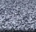 У побережья Японии огромное количество мёртвой рыбы, причины гибели неизвестны 