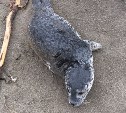 На берегу в Анивском районе сахалинцы нашли упрямого детеныша нерпы