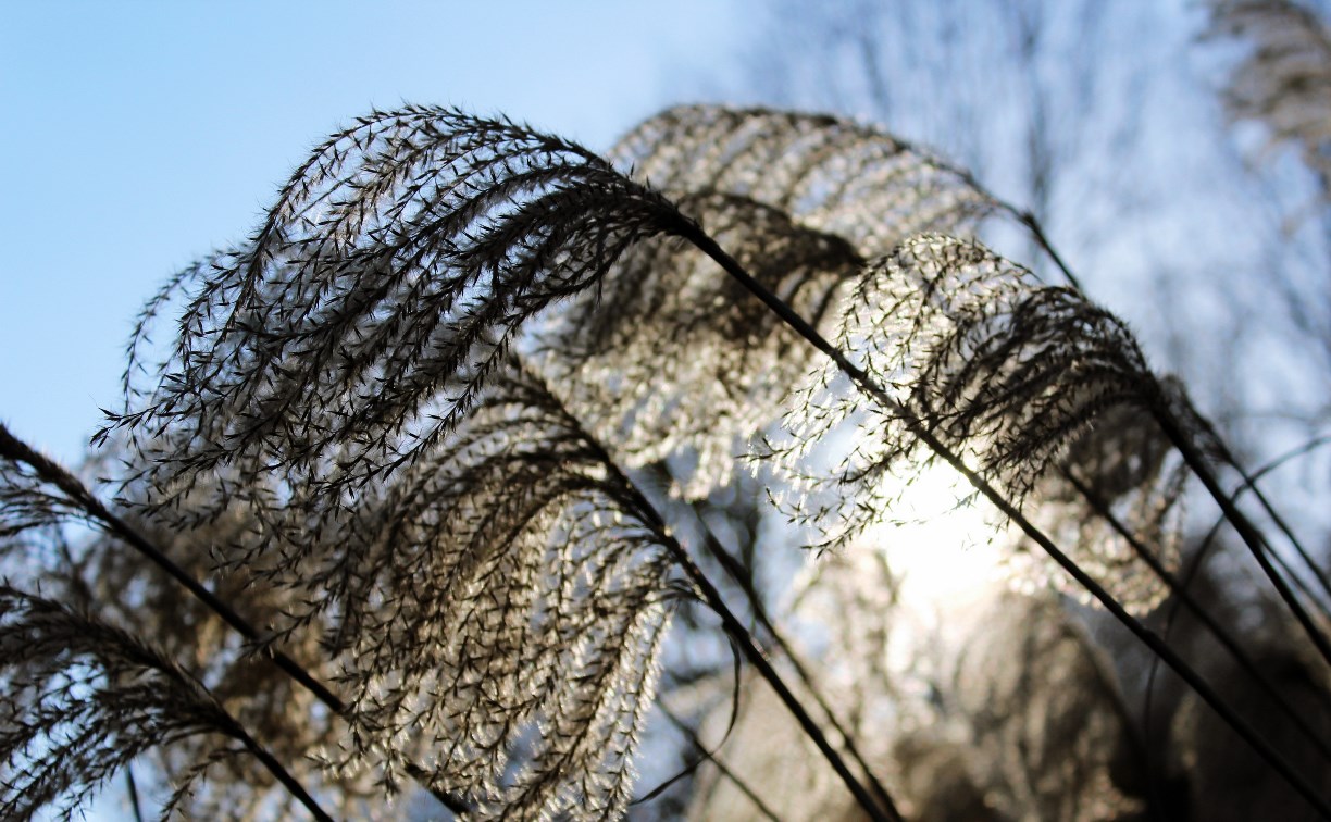 Столбик термометра на юге Сахалина устремится к нулю