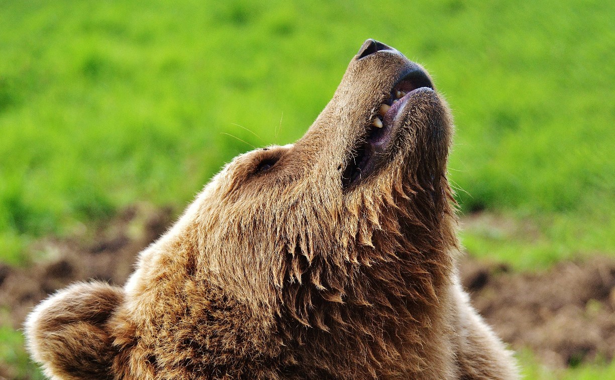 Медведя заметили у жилых домов в Корсакове