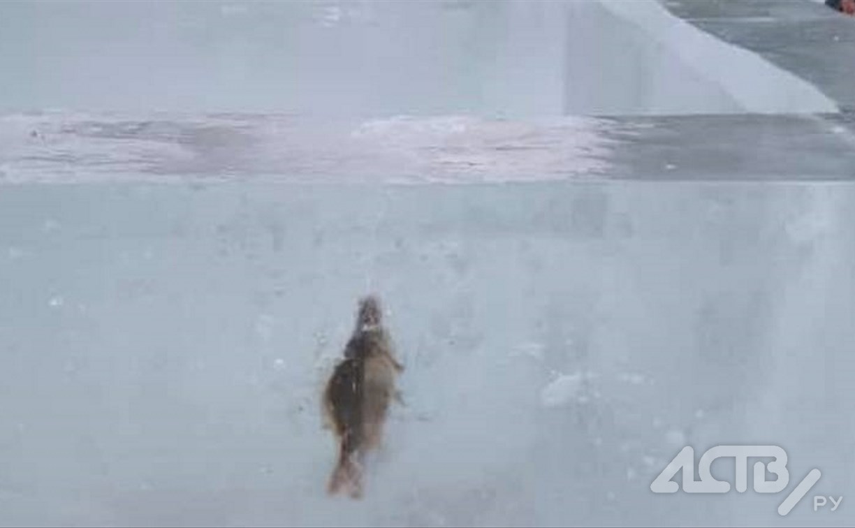 И смех и грех: на Сахалине появился ледовый лабиринт со вмерзшей наважкой