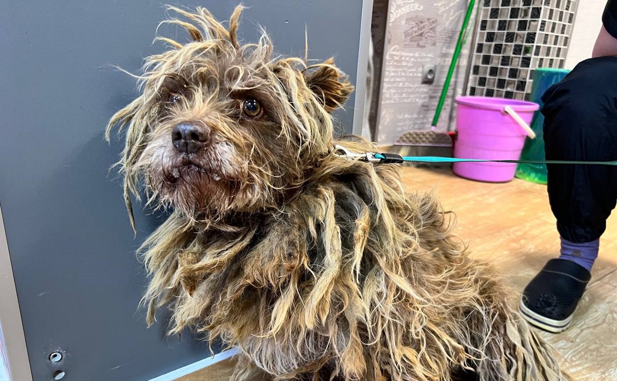 До и после: стрижка превратила бездомную собаку на Сахалине в настоящую очаровашку