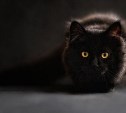 Сахалинские зоозащитники заявили о спросе на чёрных котов среди "сатанистов" на Хэллоуин