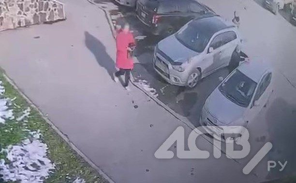В Южно-Сахалинске похитили шоколадного чихуахуа, ждущего хозяйку около магазина