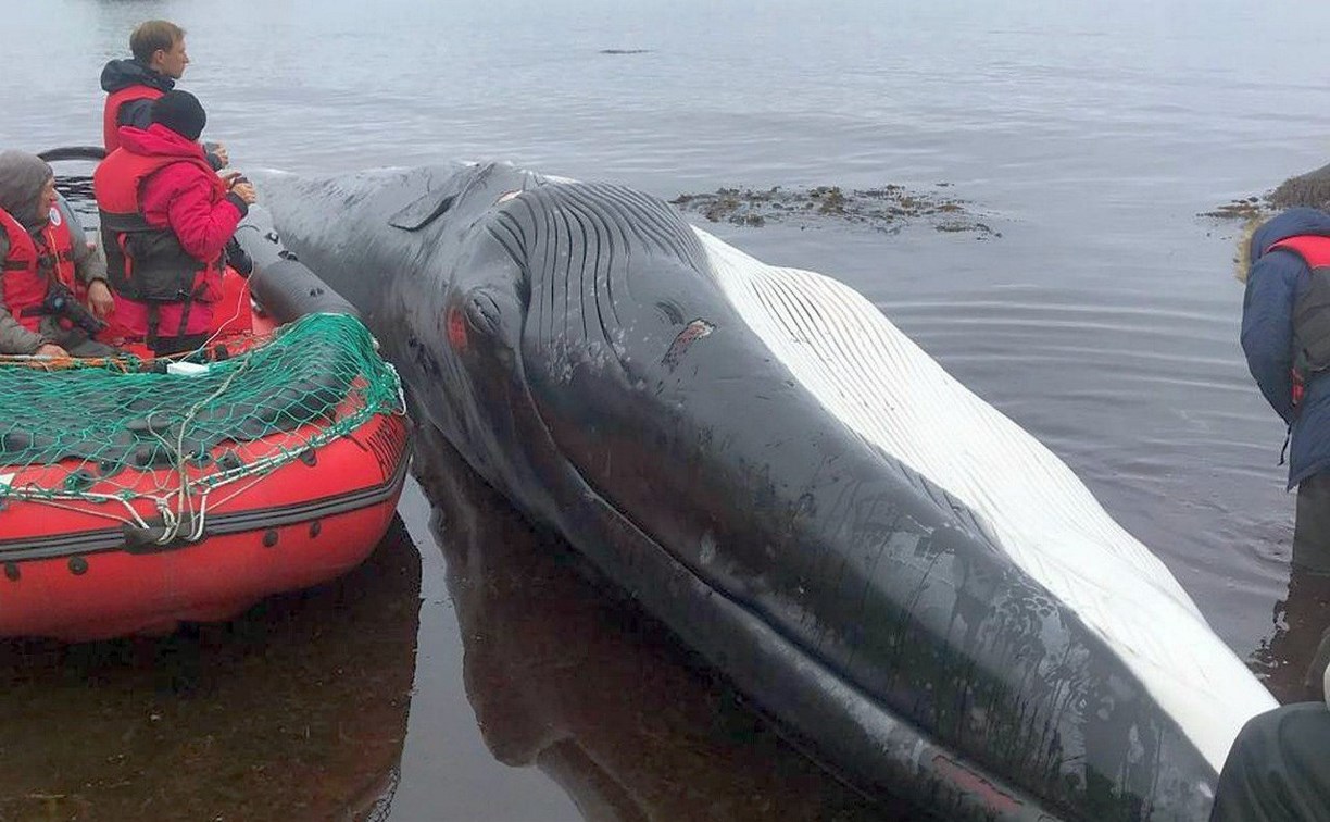 Мёртвого кита обнаружили на Итурупе