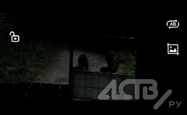 "Она приходит каждую ночь": медведица водит детёнышей по дачам в Южно-Сахалинске