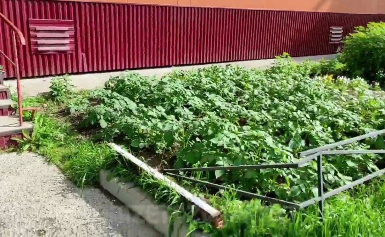Жильцы многоэтажки на Сахалине высадили картошку у подъезда