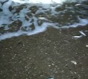 Соцсети: мойву выбрасывает волной на побережье в Пригородном
