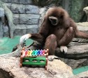 Гиббоны в Сахалинском зоопарке научились играть на музыкальных инструментах