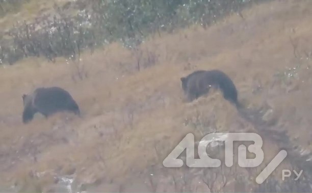 Медведи-"синхронисты" попали в объектив камеры на Курилах