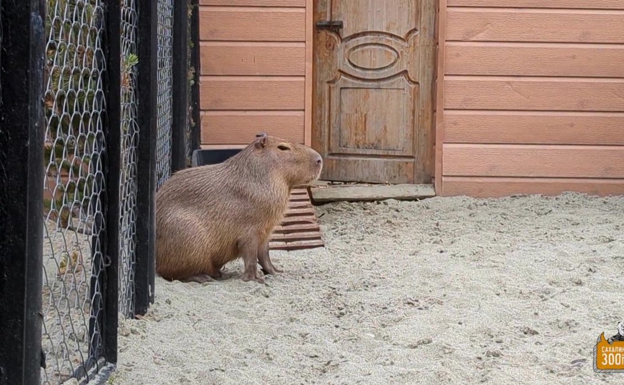 Капибара "зависла" под дождём в сахалинском зоопарке - видео