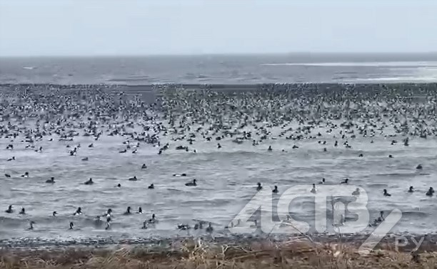 Сахалинцы: на Буссе так много уток, что воды не видно