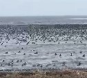 Сахалинцы: на Буссе так много уток, что воды не видно 