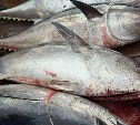 На Камчатке рыбаки поймали тунцов: один из них весит около 250 кило