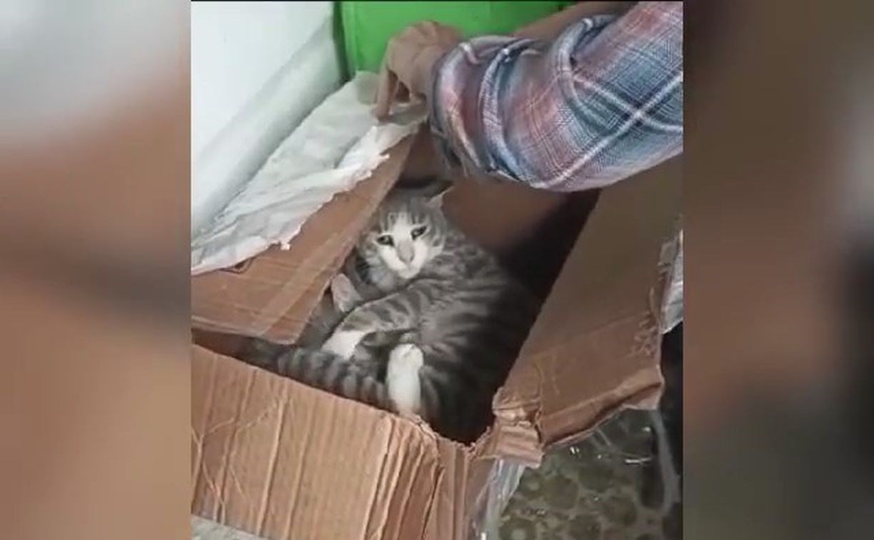 "Подлость не знает границ": сахалинцы обнаружили в заклеенной скотчем коробке беременную кошку
