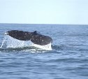 Сахалинские дети придумают имена для серых китов