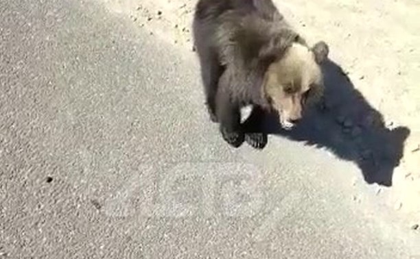 Медвежонок на Сахалине вторую неделю сидит на трассе и всматривается в лица автомобилистов