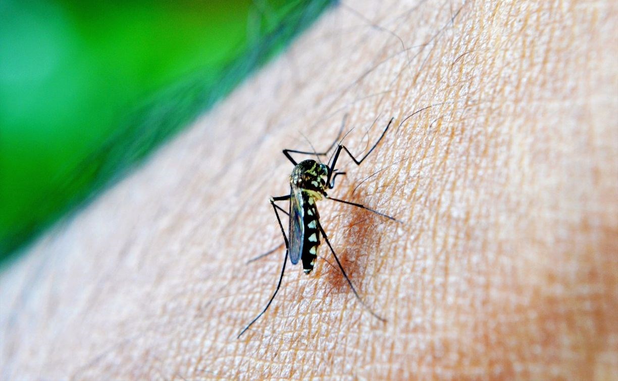 В Роспотребнадзоре рассказали, угрожают ли Сахалину тучи малярийных комаров