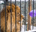 День рождения льва Лорда отпразднуют в Сахалинском зоопарке