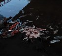 Сахалинцы обнаружили под мостом в Макаровском районе десятки вспоротых рыбин
