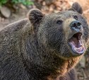 На Сахалине застрелили медведя-взломщика, выпившего брагу у старушки