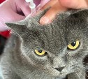 Больше 17 тысяч домашних животных зарегистрировали в Сахалинской области