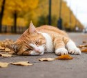 Забравшийся в трансформатор кот обесточил часть села в Амурской области