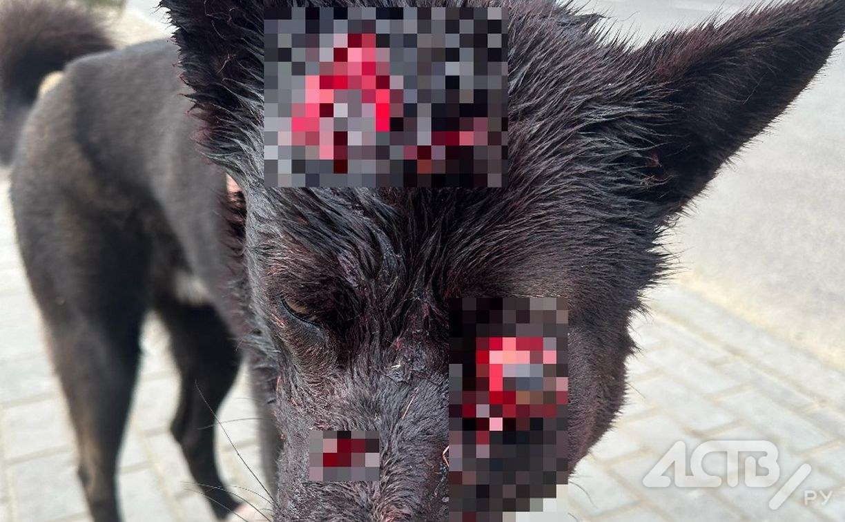 Очевидцы: двое мужчин на Сахалине пытались зарубить собаку топором