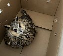 Маленькую сову, на которую напали вороны в Южно-Сахалинске, отпустили на волю