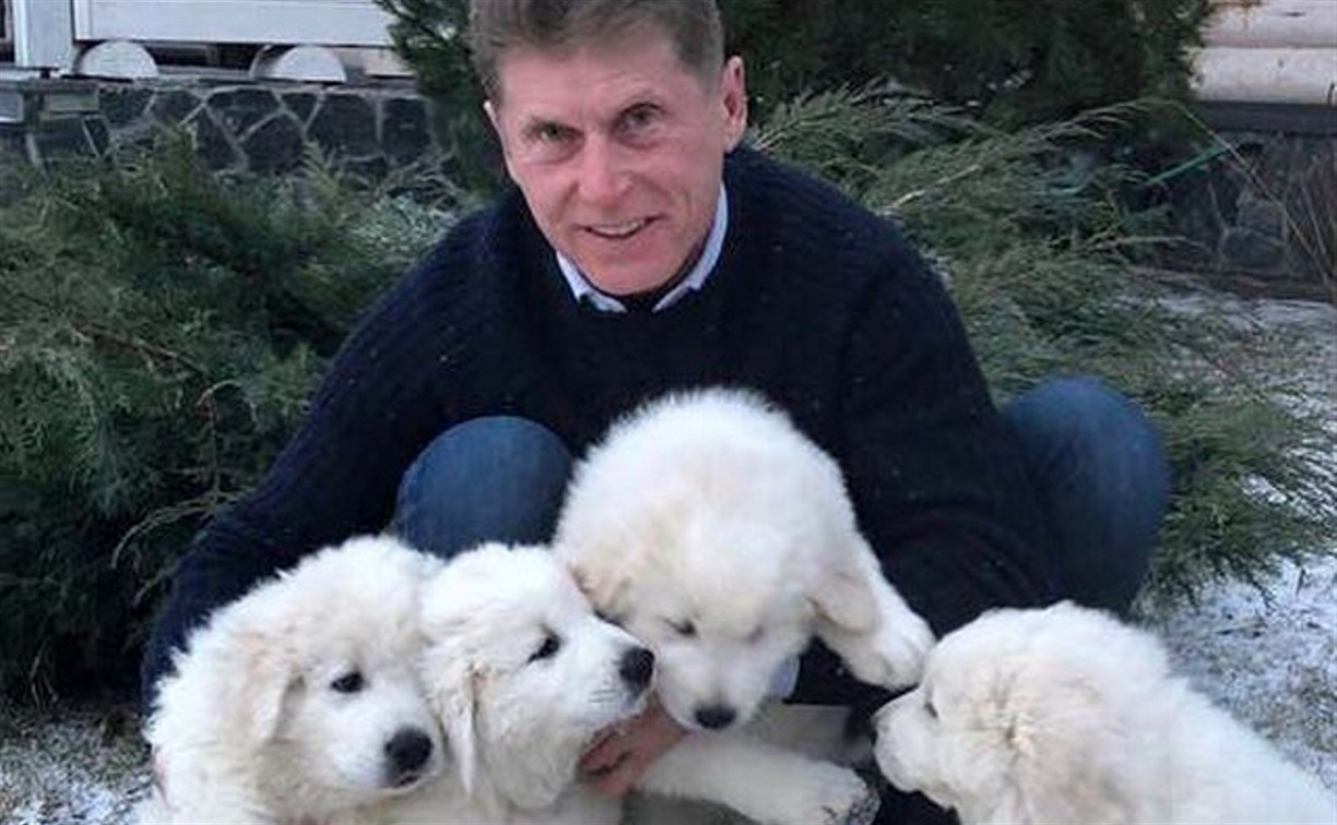 Олег Кожемяко подарил трем сахалинцам щенят