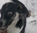 Очевидцы: в Корсакове в метель возле ТЦ выкинули молодого дружелюбного пса