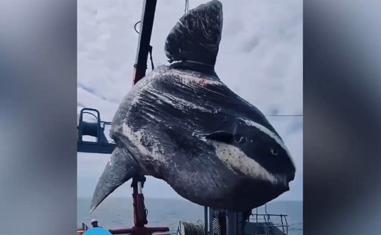 Из вод Охотского моря грузовым краном вытащили гигантскую рыбу-луну