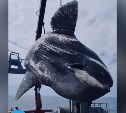 Из вод Охотского моря грузовым краном вытащили гигантскую рыбу-луну