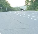 Медведь вышел на дорогу на окраине Корсакова