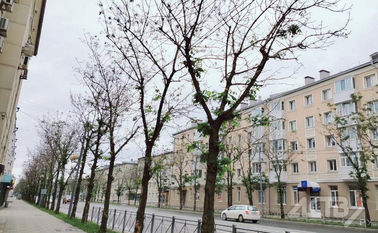 "Мёртвая улица": в центре Южно-Сахалинска деревья внезапно "облысели"
